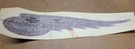 Harley Decal 13916-99 New Oem. Fixed Price $48.79.