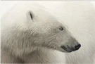 V14970 Australia Avant Card #14970 Polar Bear Pure White By Emma Rowan-kelly Art. Fixed Price $6.21.